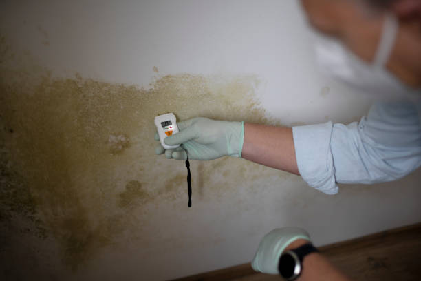 Best Professional Mold Removal  in Slayton, MN
